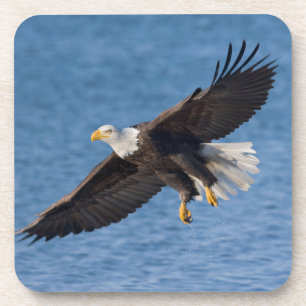 Bald eagle in flight coaster