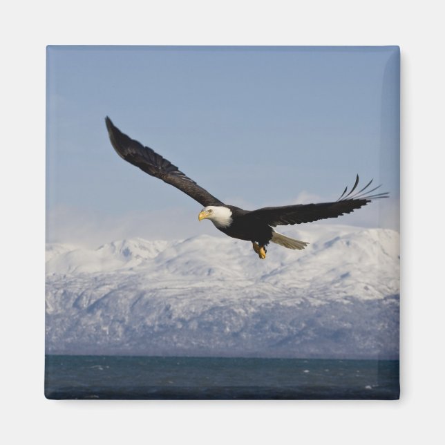 Bald Eagle in Flight, Haliaeetus leucocephalus, 3 Magnet (Front)