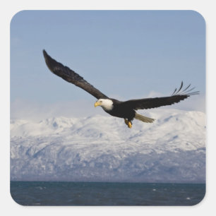 Bald Eagle in Flight, Haliaeetus leucocephalus, 3 Square Sticker