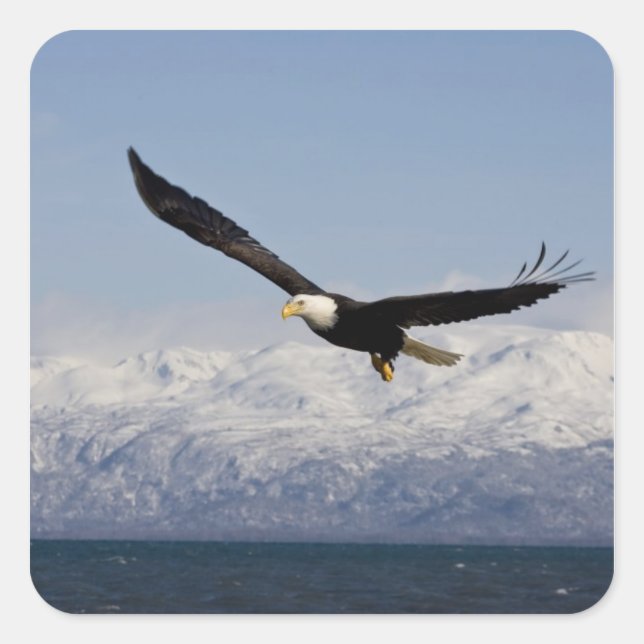 Bald Eagle in Flight, Haliaeetus leucocephalus, 3 Square Sticker (Front)