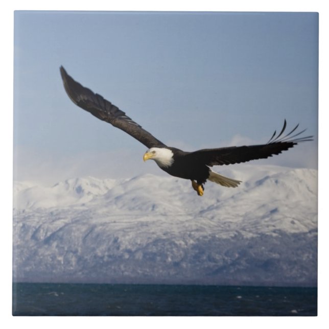 Bald Eagle in Flight, Haliaeetus leucocephalus, 3 Tile (Front)