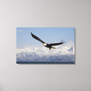 Bald Eagle in Flight, Haliaeetus leucocephalus, 4 Canvas Print