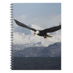 Bald Eagle in Flight, Haliaeetus leucocephalus, Notebook