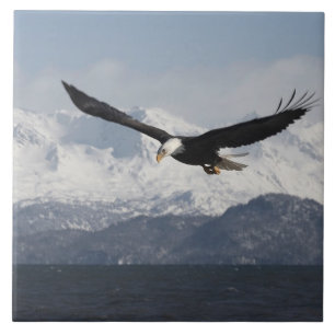 Bald Eagle in Flight, Haliaeetus leucocephalus, Tile
