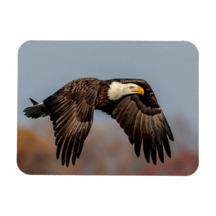 Bald Eagle in flight Magnet