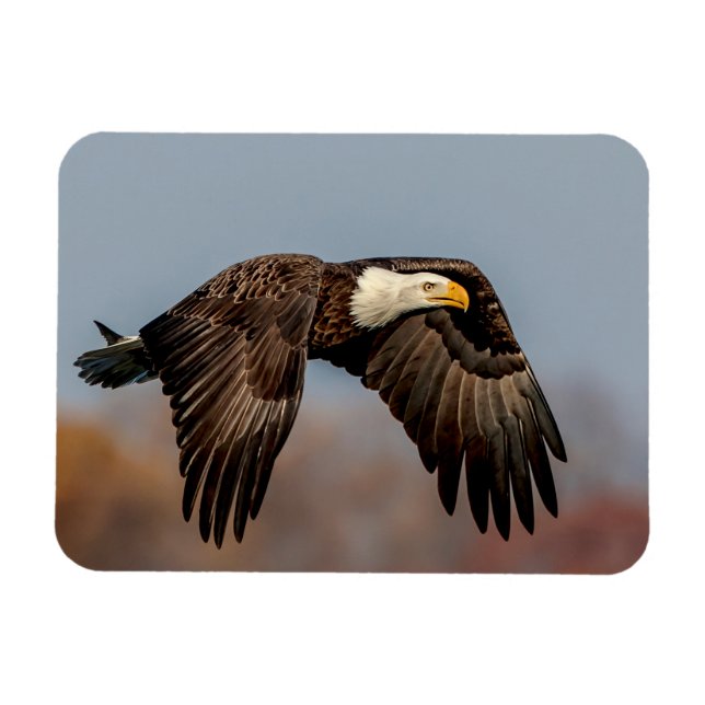 Bald Eagle in flight Magnet (Horizontal)