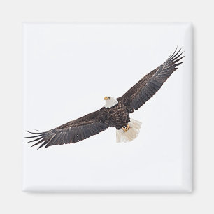 Bald Eagle in flight Magnet