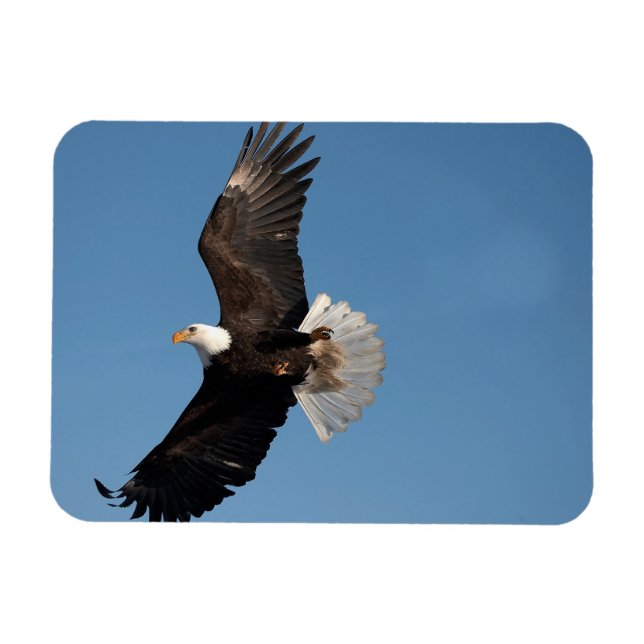 Bald Eagle in Flight Magnet (Horizontal)