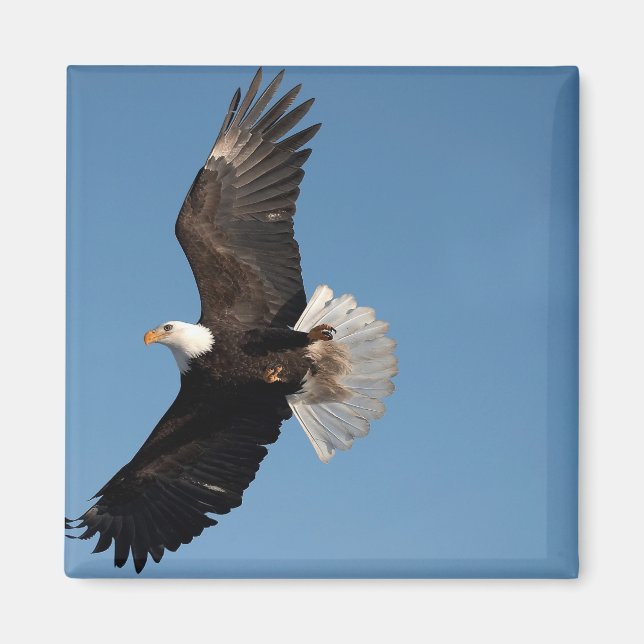 Bald Eagle in Flight Magnet (Front)