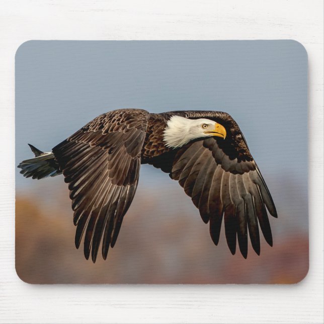 Bald Eagle in flight Mouse Mat (Front)