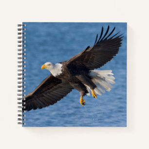 Bald eagle in flight notebook