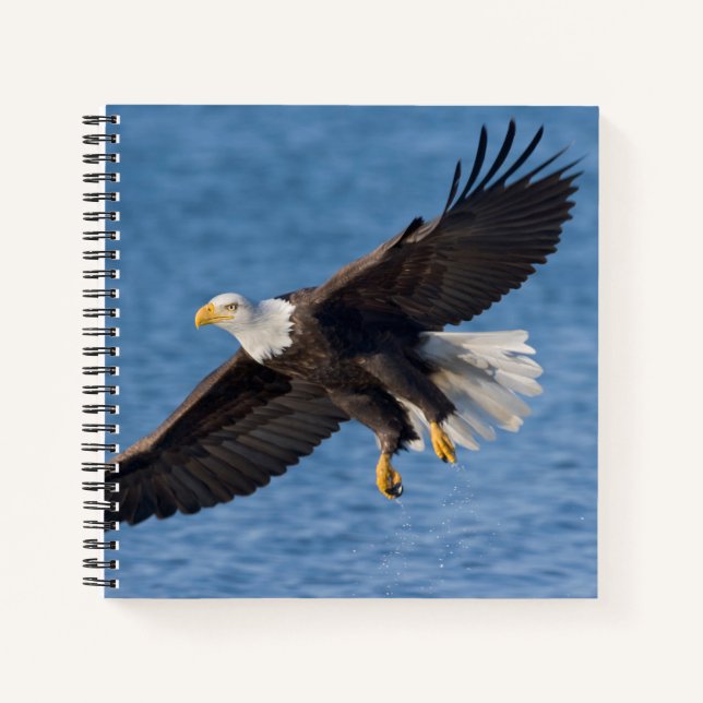 Bald eagle in flight notebook (Front)