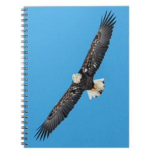 Bald Eagle in flight Notebook