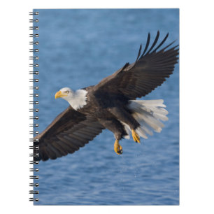 Bald eagle in flight notebook
