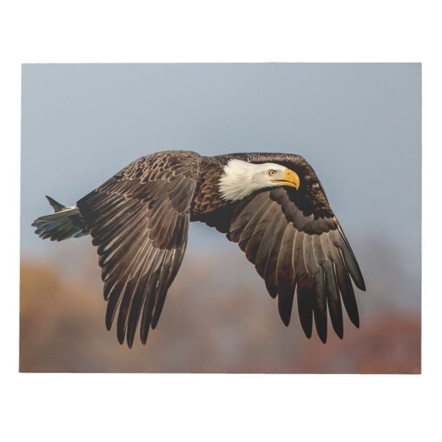 Bald Eagle in flight Notepad (Front)