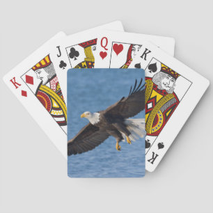 Bald eagle in flight playing cards