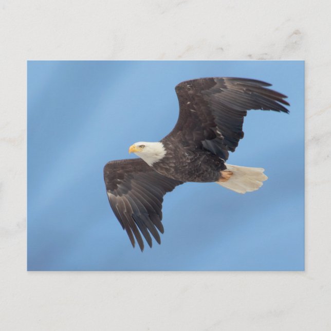 Bald Eagle in flight Postcard (Front)