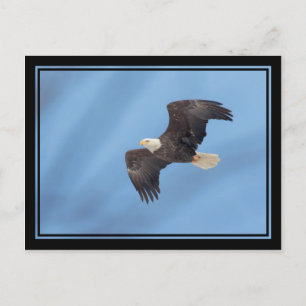 Bald Eagle in flight Postcard