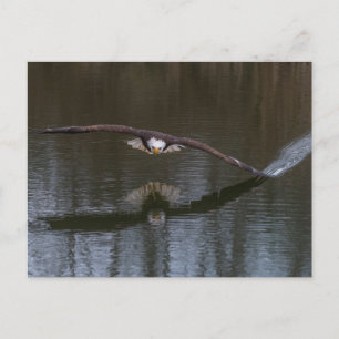 Bald Eagle in Flight Postcard