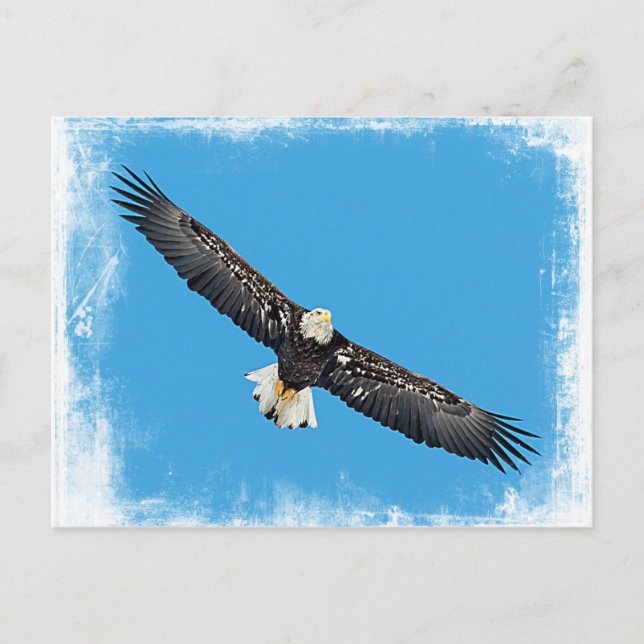 Bald Eagle in flight Postcard (Front)