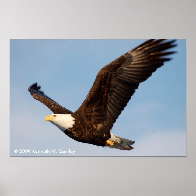 Bald Eagle in Flight Poster (Front)