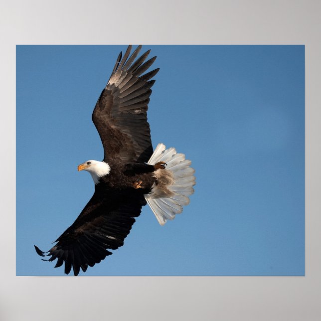 Bald Eagle in Flight Poster (Front)