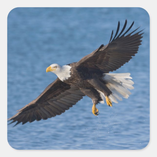 Bald eagle in flight square sticker (Front)