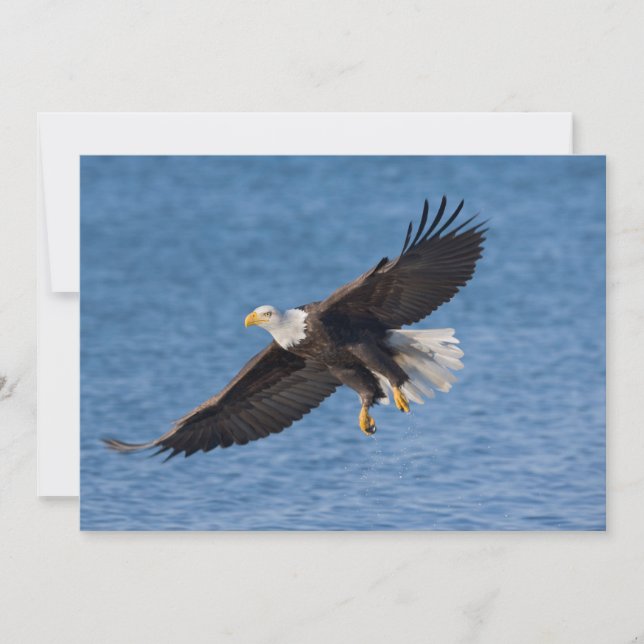 Bald eagle in flight thank you card (Front)