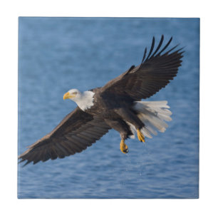 Bald eagle in flight tile