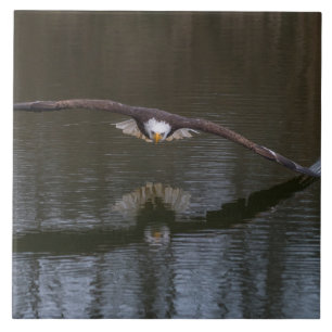 Bald Eagle in Flight Tile