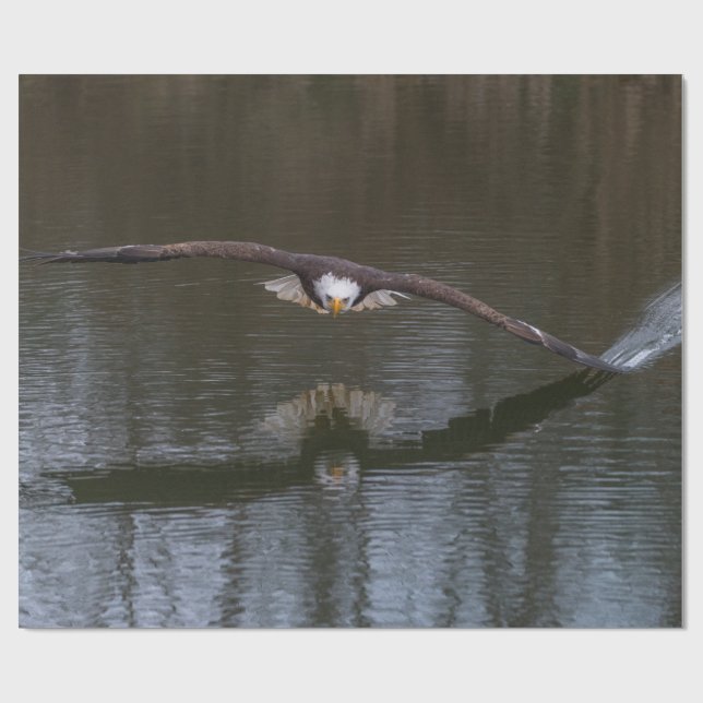 Bald Eagle in Flight Wrapping Paper (Flat)