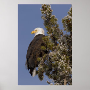 Bald Eagle in Pine Yellowstone National Park Poster