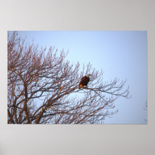 Bald Eagle in Tree Poster