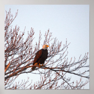 Bald Eagle in Tree Poster