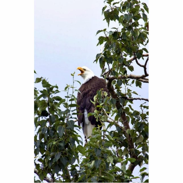 Bald Eagle in Tree Standing Photo Sculpture (Front)