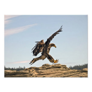 Bald Eagle Landing Fine Art Print