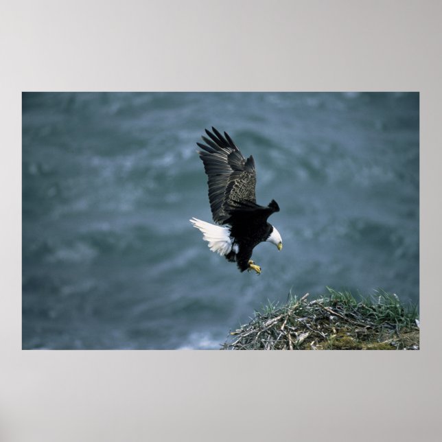 Bald Eagle Landing on Nest Poster (Front)
