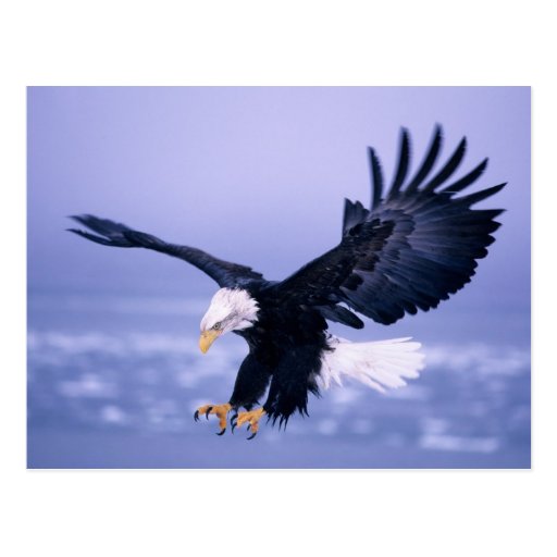 Image of Bald Eagle Landing Wings Spread in a Storm, Postcard