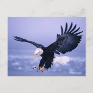 Bald Eagle Landing Wings Spread in a Storm, Postcard