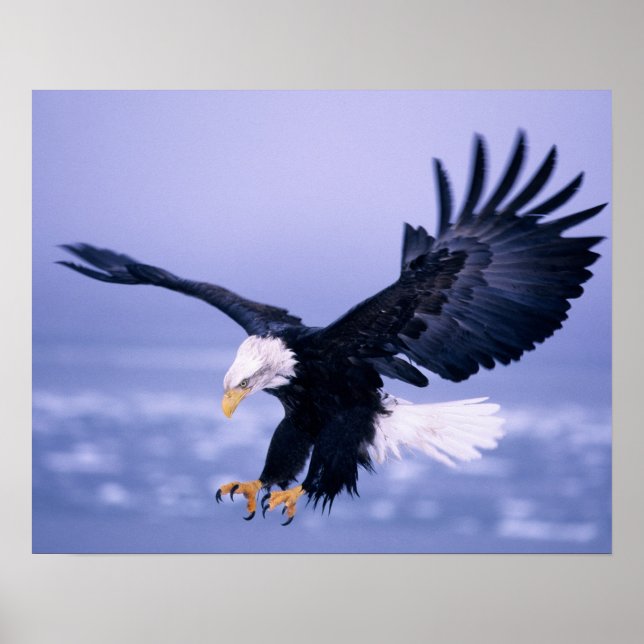 Bald Eagle Landing Wings Spread in a Storm, Poster (Front)