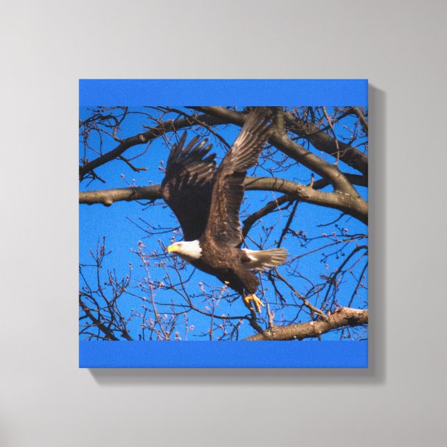 Bald Eagle Liftoff  Canvas Print (Front)