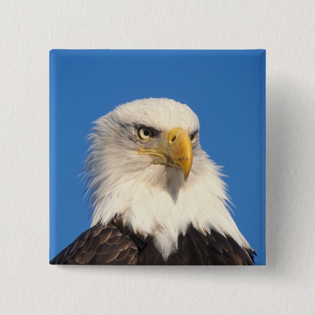 Bald Eagle Look 15 Cm Square Badge (Front)