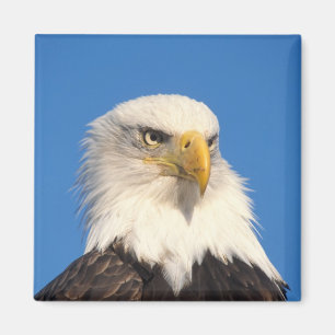 Bald Eagle Look Magnet