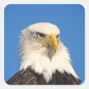 Bald Eagle Look Square Sticker