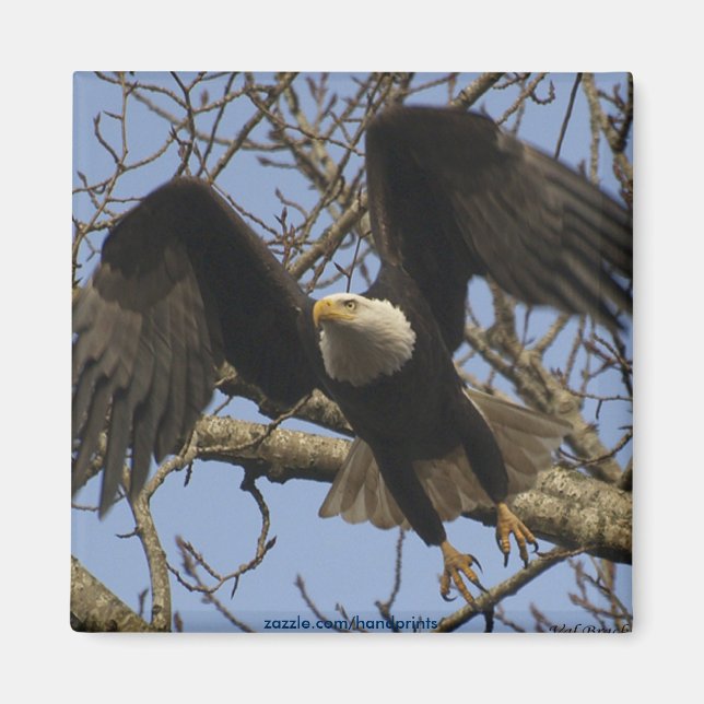 Bald Eagle Magnet (Front)