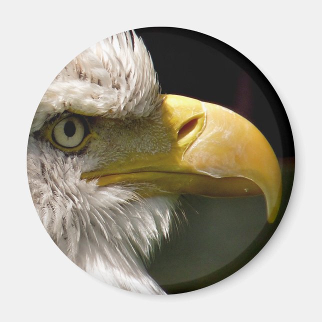 BALD EAGLE MAGNET (Front)