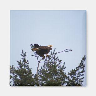 Bald Eagle Magnet