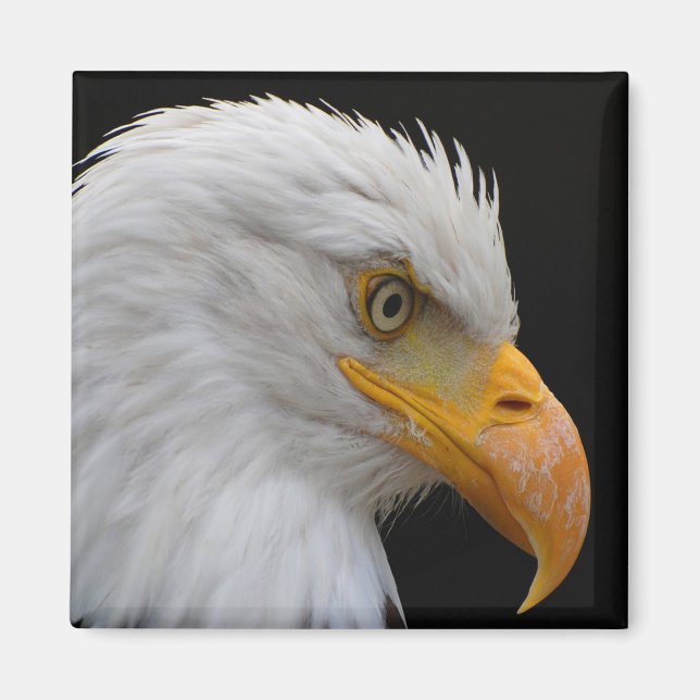 Bald Eagle Magnet (Front)