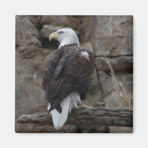 Bald Eagle Magnet