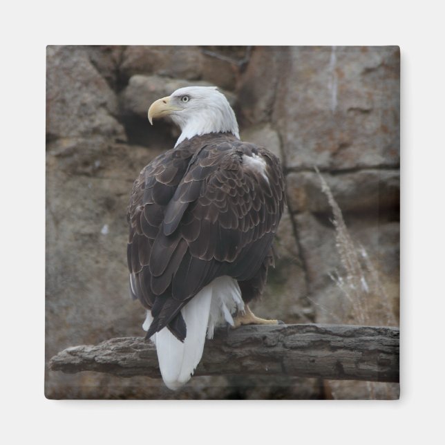 Bald Eagle Magnet (Front)